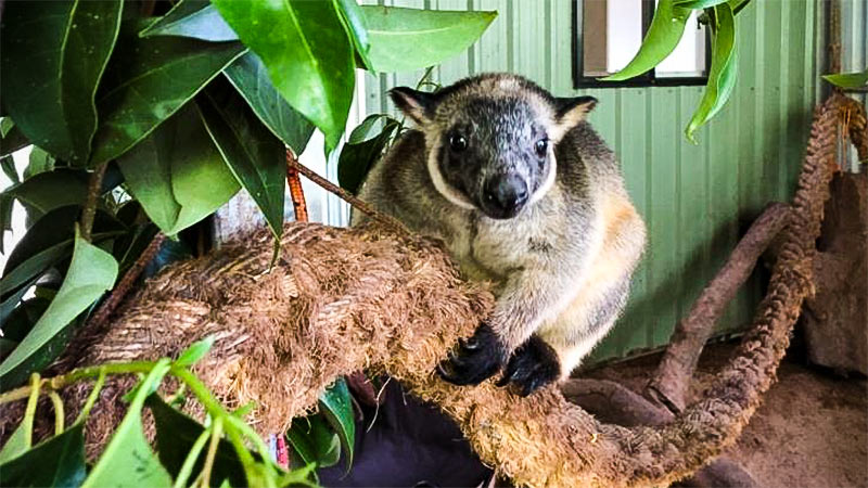 Tree Roos at the the Tree Roo Rescue and Conservation Centre Ltd